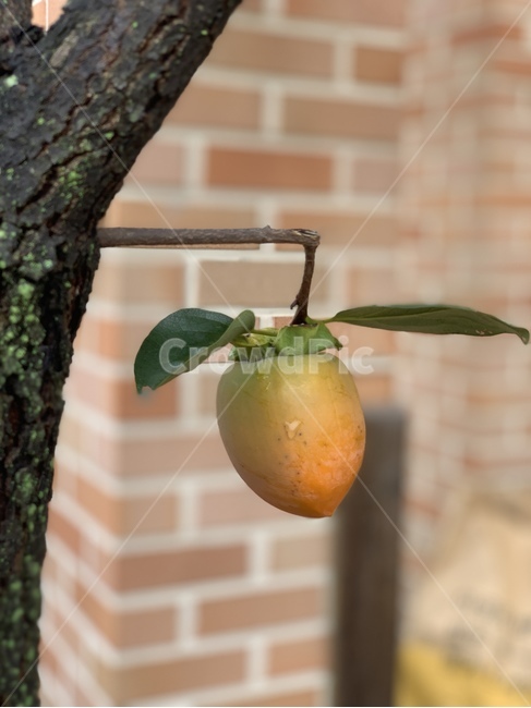 plant,과일,fruit,감,음식,food,식물,피사체,자연,나무,덜익은과일,나뭇잎,잎사귀,나뭇가지,주황,초록색,열매
