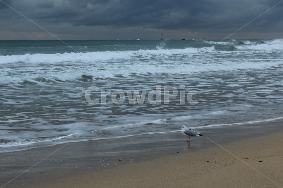 물,대양,바다,해변,해변가,파도,먹구름,water,ocean,sea,cloud,nature,자연,outdoors,beach,darkcloud,갈매기,gull,bird,새,동물,animal,모래,모래사장,sand
