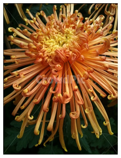 식물,꽃,국화,자연,flower,식물,자연,plants,nature,꽃,flower