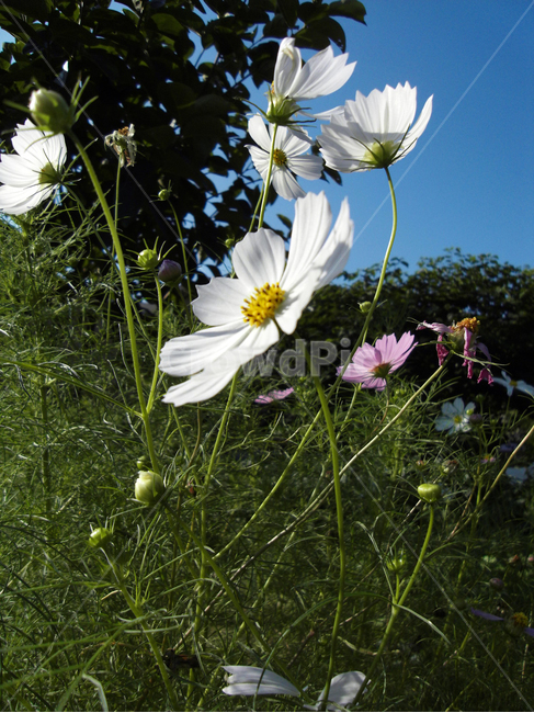 코스모스,꽃,가을,flower,식물,식물,자연,plants,nature,꽃,flower