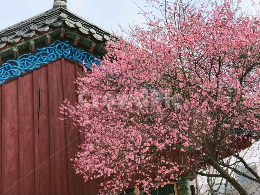 꽃,홍매화,한옥,나무,처마,봄,계절,spring,season,한국전통,한국문화,korean,식물,자연,nature,flower,봄,계절,spring,season,한국전통,한국문화,korean traditional,korean culture,식물,자연,plants,nature,꽃,flower,건축물,건물외관,exterior,building,structure,architecture,construction,plant,blossom