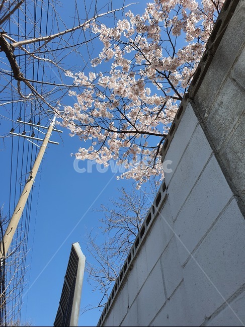 벚꽃,꽃,봄,식물,plant,담벼락,자연,계절