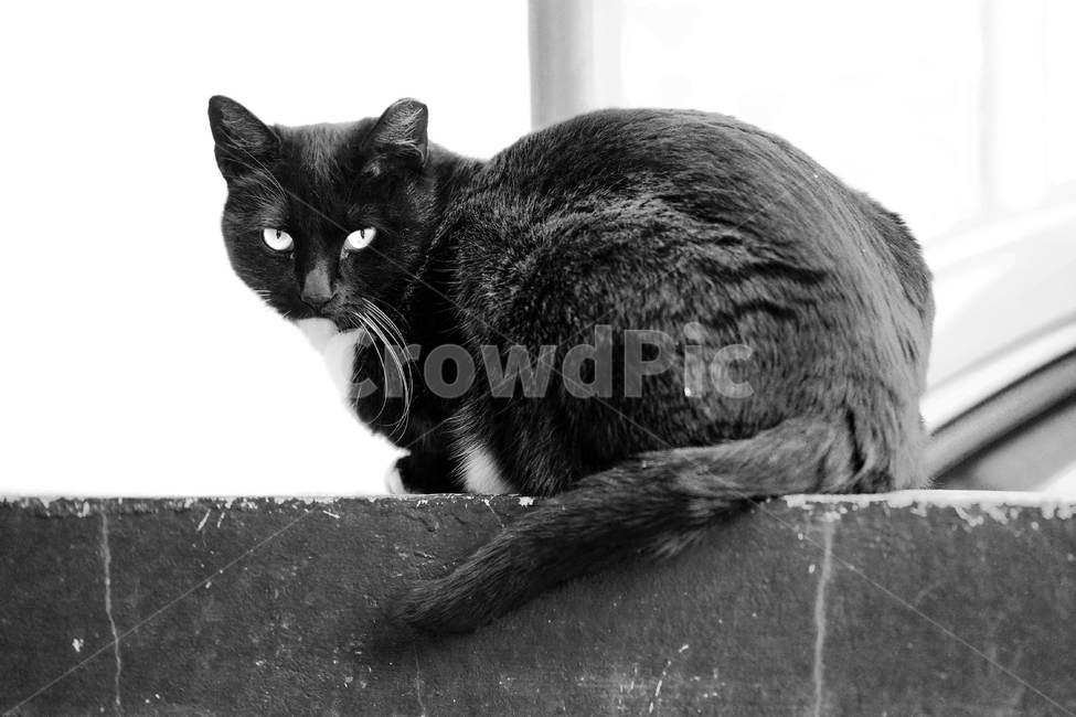 Meow,wild animals,cat cat,Pets,pet cat,stray cat,mammal,cat,animal,pet