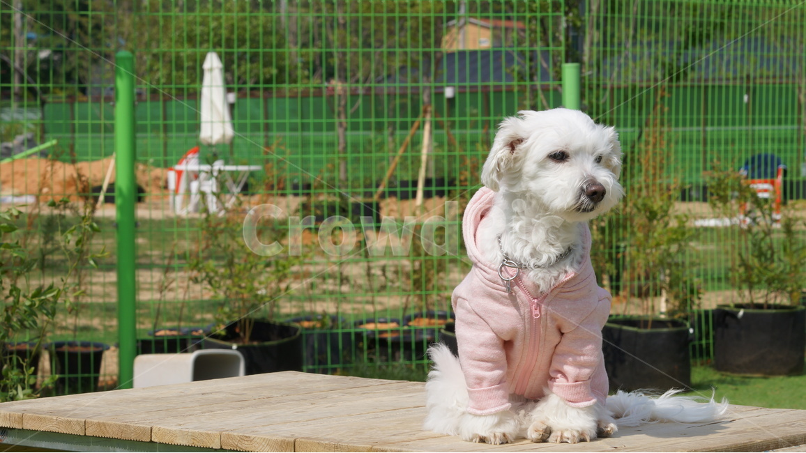 애견,반려견,강아지,도그,동물,동물,animal,포유류,mammal,개,강아지,dog,doggy