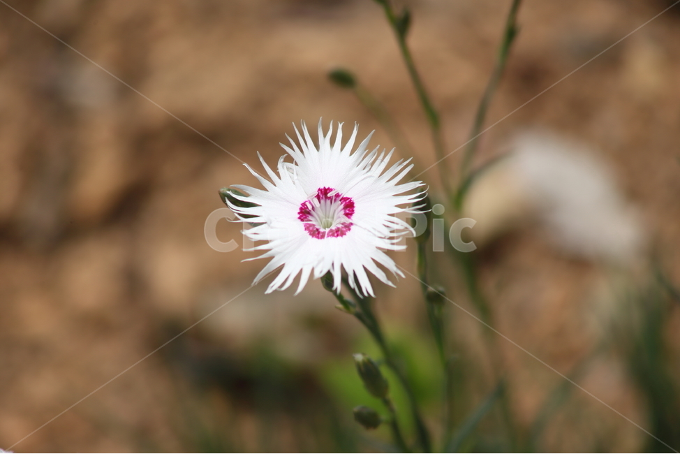 패랭이,꽃,패랭이꽃,봄,dianthussinensis