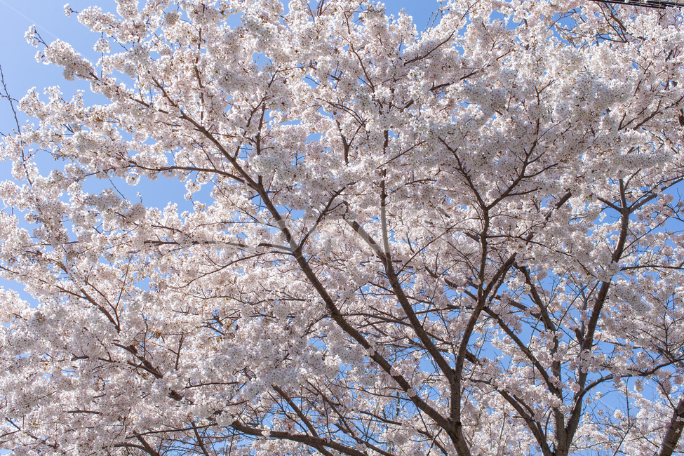 벚꽃,남해,설천,핑크,꽃,봄,봄,계절,spring,season,식물,자연,plants,nature,꽃,flower,plant,blossom