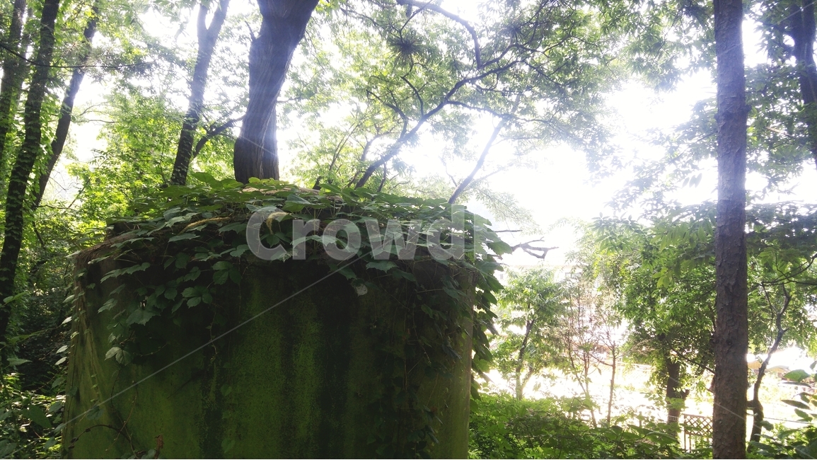 풍경,산,자연,풀,꽃,감성,자연,풍경,nature,landscape,plant,식물