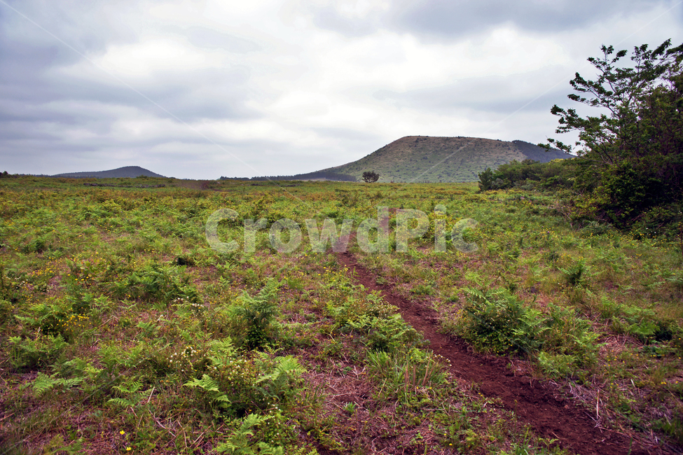 갑마장길,제주도,표선면,가시리,트레일,오름,자연,풍경,nature,landscape