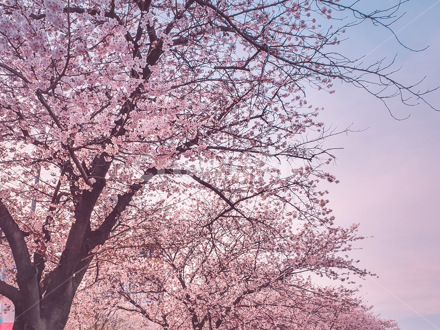 꽃,벚꽃,벚꽃축제,여의도,핑크,체리블라썸,봄,계절,spring,season,plant,식물,flower,blossom,cherry blossom