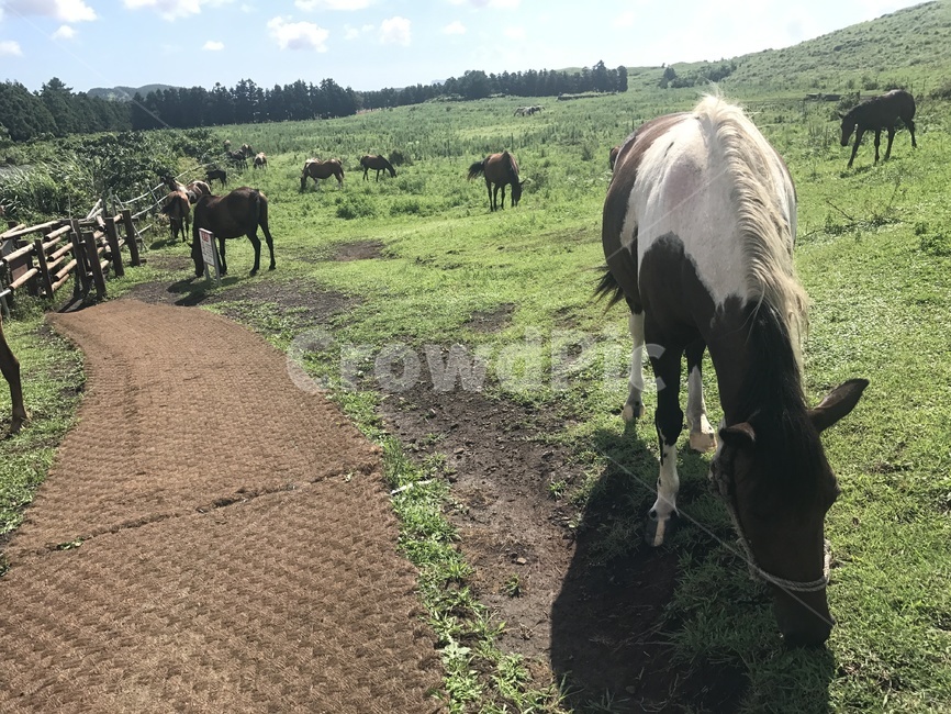 제주도,말,잔디,오름,맑음,감성,동물,animal,포유류,mammal,산업,industry,industrial,목축업,목장,livestock farming,ranching,pasture