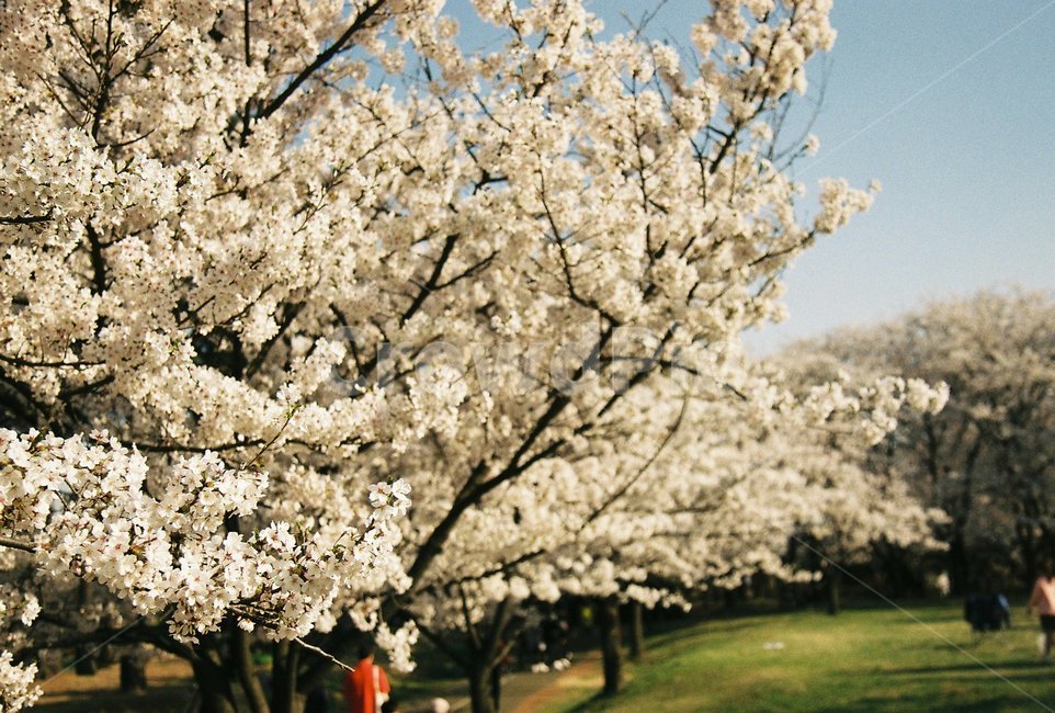 봄,꽃,벚꽃,하늘,필름,빈티지,나들이,데이트,피크닉,꽃놀이,봄,계절,spring,season,자연,풍경,nature,landscape,plant,식물,blossom,flower,cherry blossom