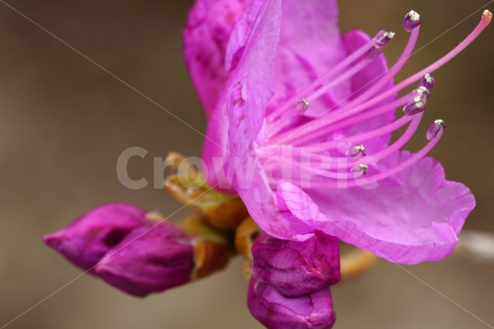 진달래,꽃,플라워,꽃봉오리,식물,자연,flower,nature,spring,접사,macro,클로즈업,closeup,tree,숲,숲속,산림,삼림,조경,plants,봄꽃,감성,힐링,풍경,landscape,식물,자연,plants,nature,봄,계절,spring,season,꽃,flower,plant,geranium,제라늄,blossom