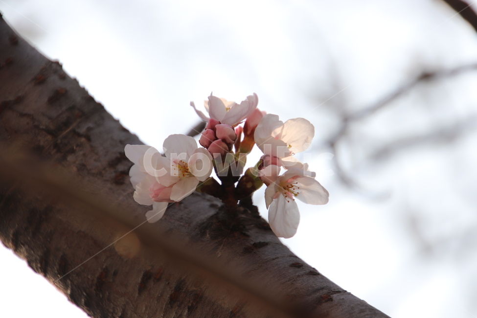나무,꽃,봄,벚꽃,분홍색,식물,자연,plants,nature,꽃,flower