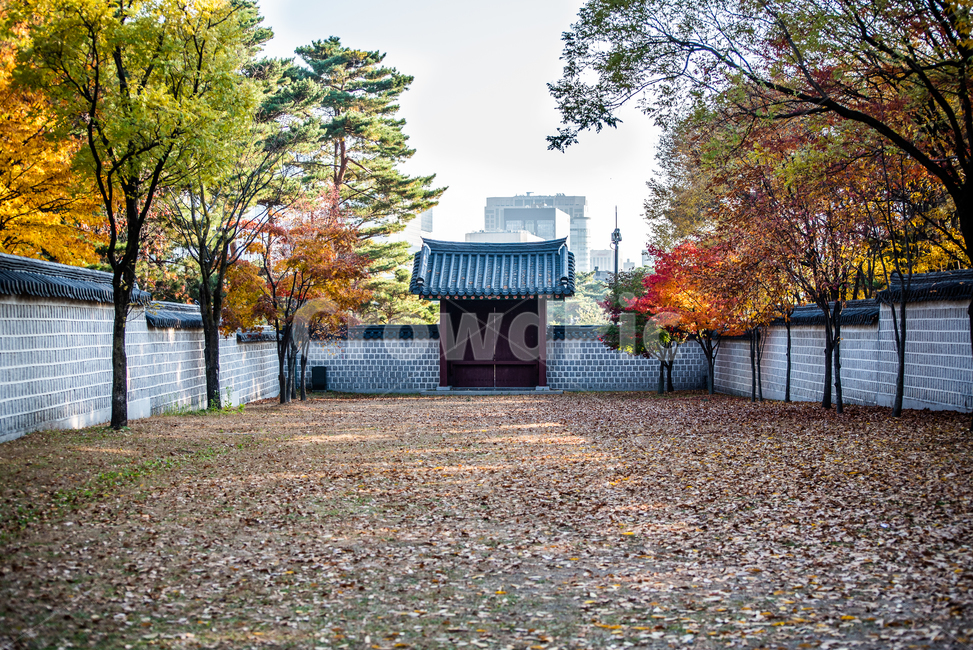 고궁,경복궁,궁궐,정원,가을,고요,단풍,낙엽,tree,나무,plant,식물