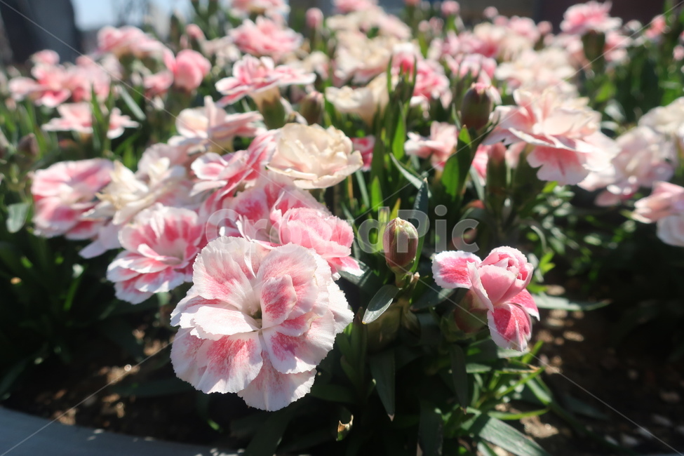 꽃,분홍,핑크,봄,연분홍,식물,자연,plants,nature,꽃,flower