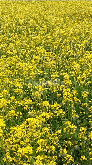 구리유채꽃축제,유채꽃,꽃,벌,인파,식물,자연,plants,nature,꽃,flower