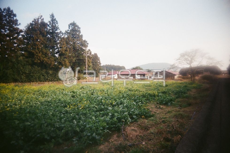 nature,tree,jeju island,grassland,Jeju House,field,outdoors