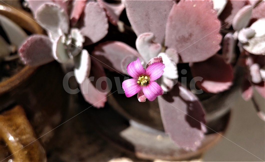 다육이,다육이꽃,분홍이,다육이화분,다육사랑,햇볕,succulent,succulentflower,cutepink,tinyflower,sunshine,식물,자연,plants,nature,꽃,flower