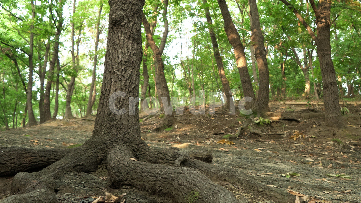 산,나무,숲길,숲,여름,녹색,mountain,tree,summer,forest,식물,자연,plants,nature,나무,trees,wood