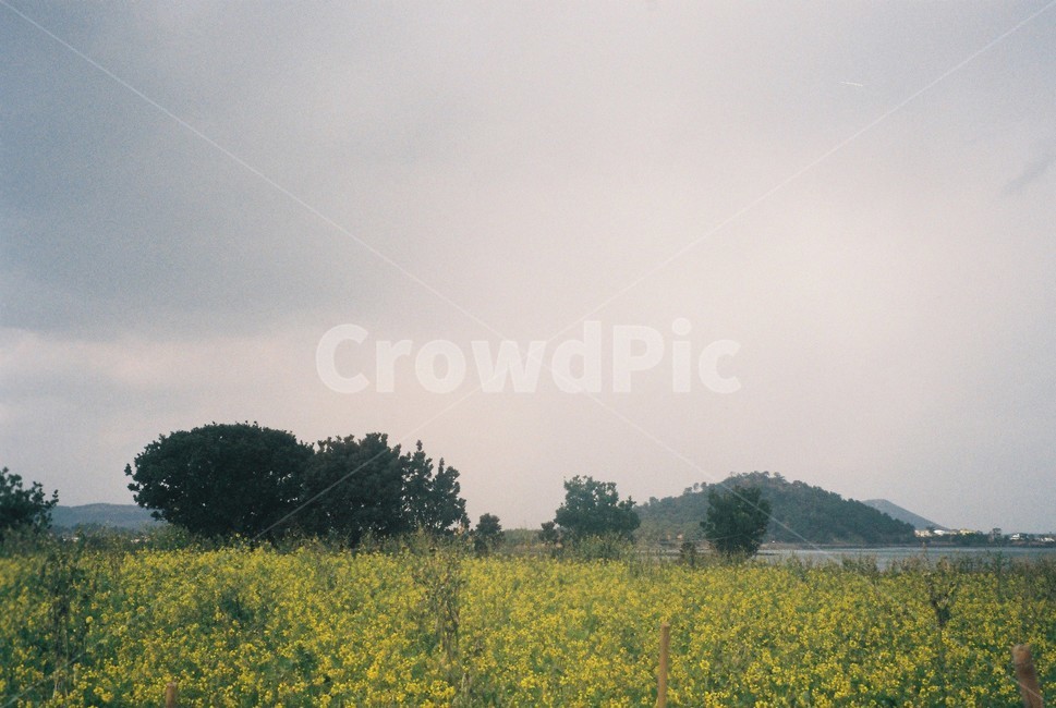 필름,제주,유채꽃,봄,꽃,아날로그,감성,식물,제주도,필름카메라,자연,풍경,plants,nature,sensible,feeling,flower,film,filmcamera,jeju,봄,계절,spring,season,자연,풍경,nature,landscape,outdoors,옥외,grassland,목초지,field,들,farm,농장,rural,농촌,meadow