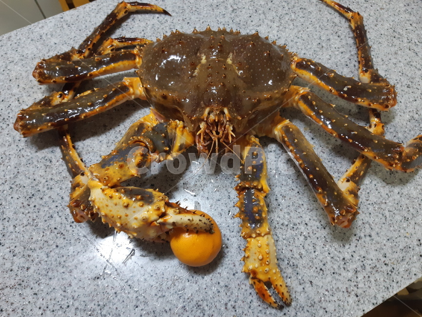 킹크랩,해산물,kingcrab,crab,음식,수산물,바다,생물,sea,바다생물,food,큰게,크랩,귤,과일,과일킹크랩,과일수산물요리,요리,식재료