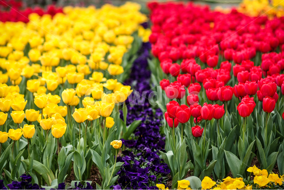 튤립,tulip,꽃,컬러,대비,봄,계절,spring,season,식물,자연,plants,nature,꽃,flower,plant,blossom
