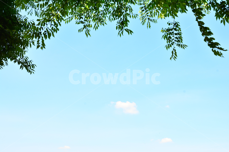 신록,그린,힐링,풍경,나뭇잎,잎새,leaves,plant,sky,green,배경,바탕화면,백그라운드,background,구름,하늘,싱그러운,자연,공기,청정,파랑색,하늘색,자연,풍경,nature,landscape,tree,나무,식물