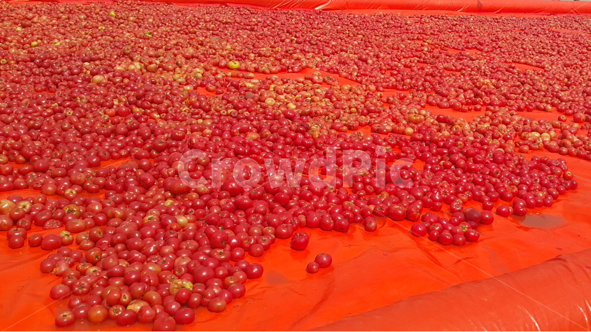 토마토,축제,과일,tomato,튜브,과일,열매,fruit