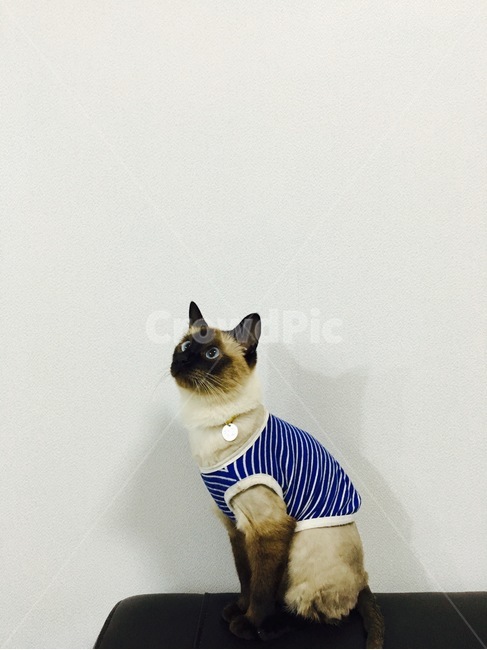 고양이,야옹이,샴,샴고양이,cat,반려동물,반려고양이,neko,동물,animal,포유류,mammal,고양이,cat,kitten,kitty