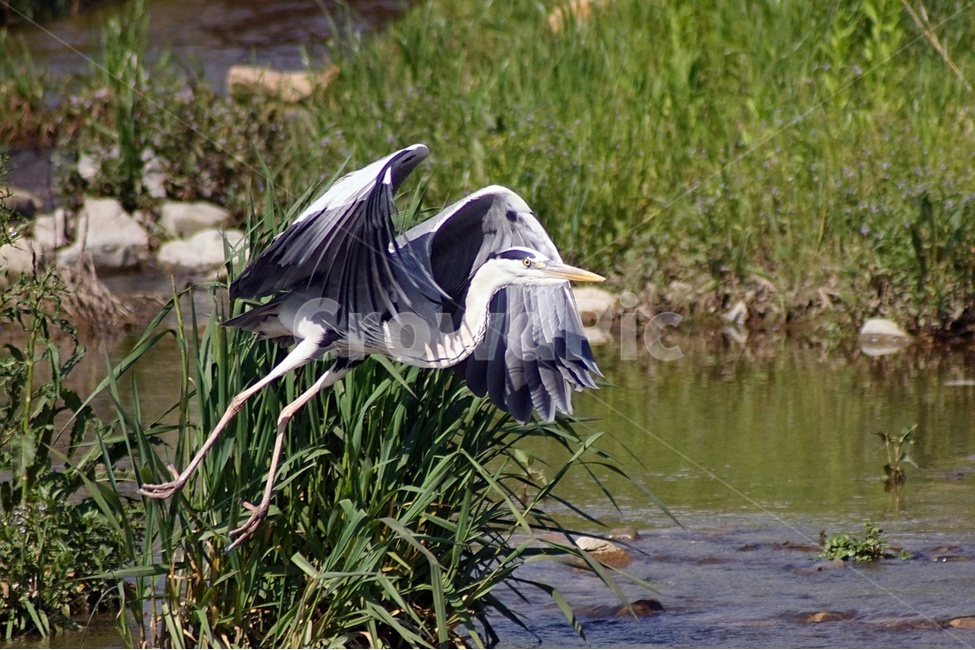 부산,수영강,왜가리,조류,탐조,비행,동물,animal,조류,새,birds