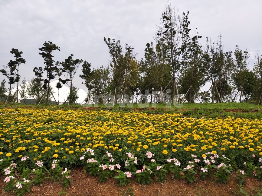 nature,자연,꽃,꽃밭,풍경