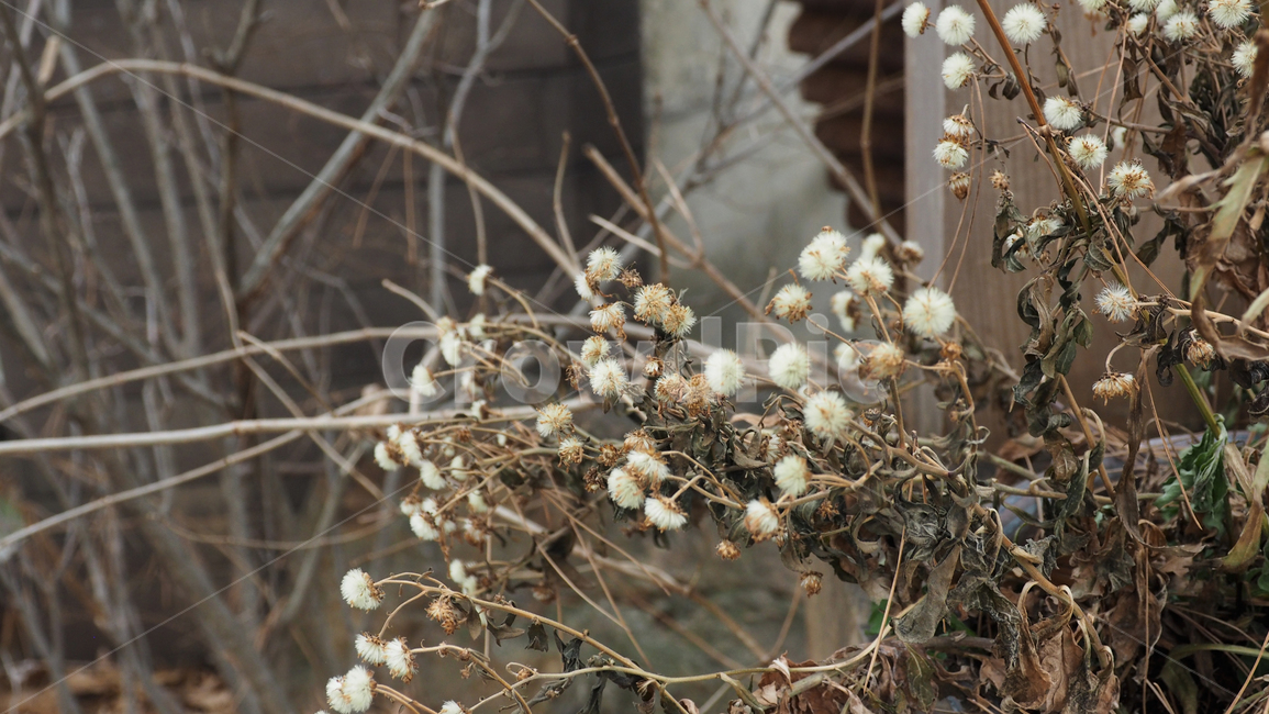 야생화,식물,야외,wildflower,plant,outdoor