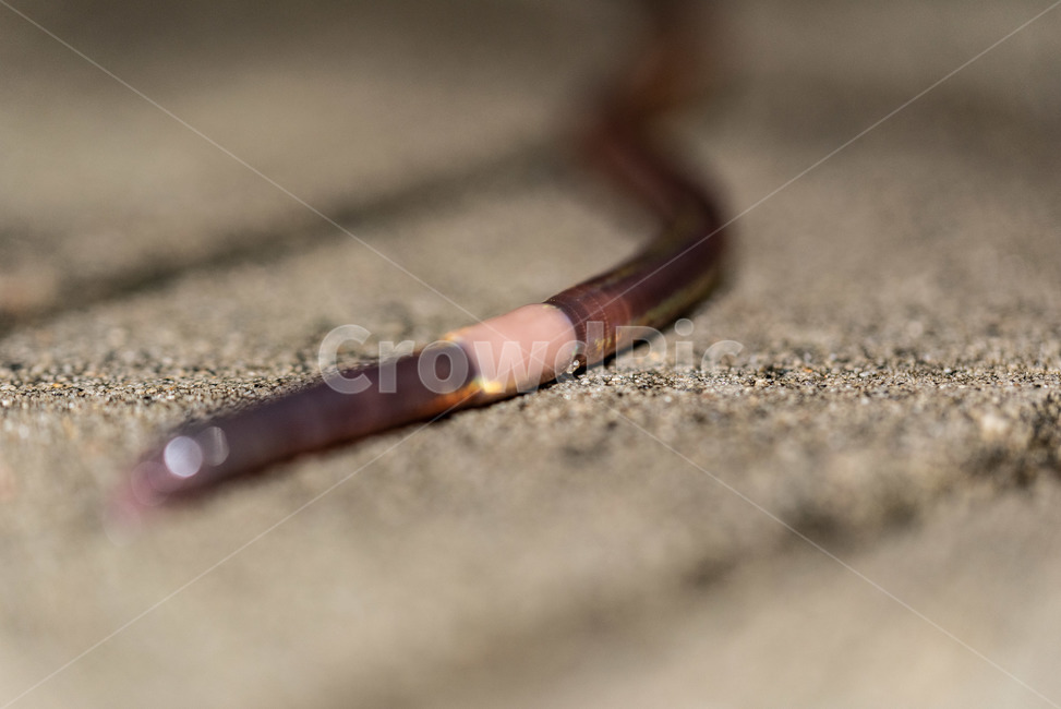 지렁이,연체동물,자연,생태,동물,접사,micro,macro,비오는날,빗속,비,rainday,worm
