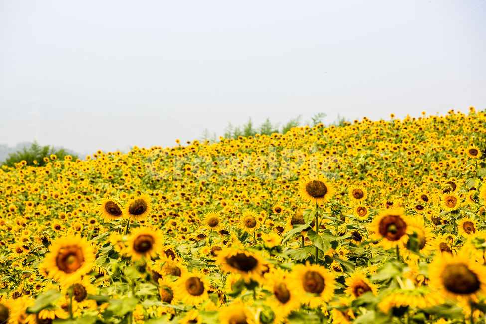 해바라기,해바라기마을,해바라기밭,해바라기씨,강주,식물,자연,plants,nature,꽃,flower
