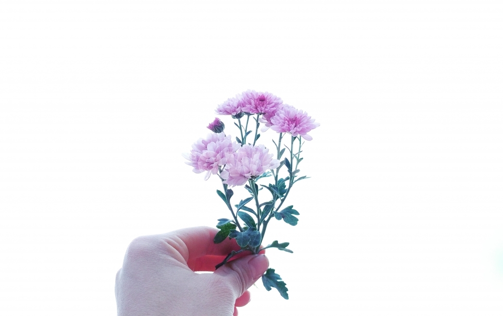 꽃,자연,풍경,빛모아농원,이쁘다,식물,자연,plants,nature,꽃,flower