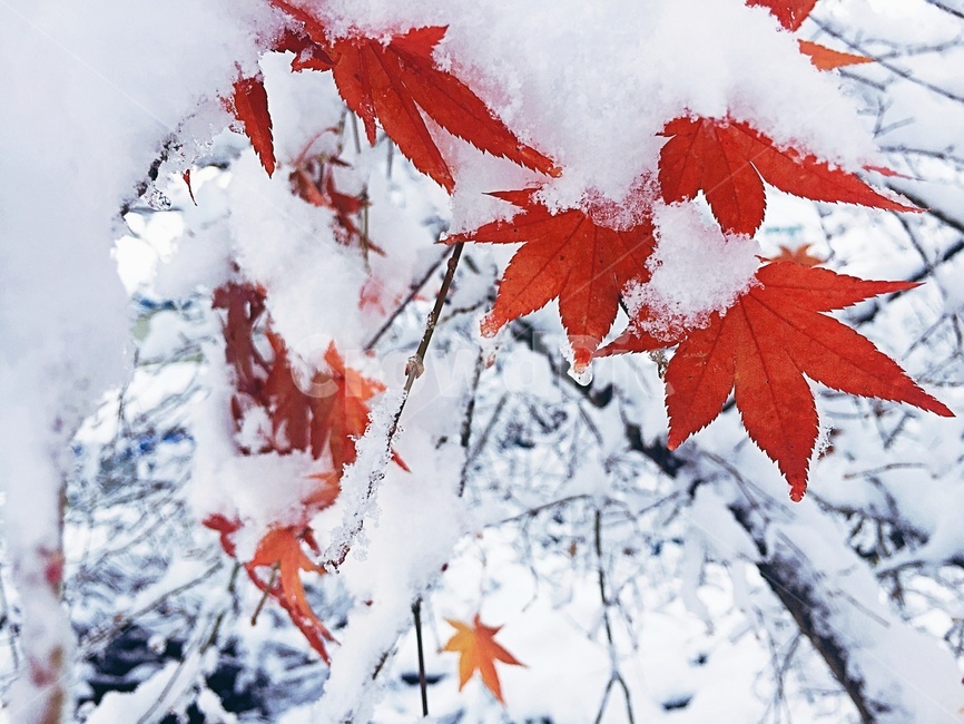단풍,겨울,눈,winter,겨울단풍,snow,겨울,계절,winter,season