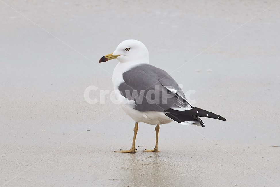 animal,동물,bird,새,갈매기,seagull,바다,동물,animal,조류,새,birds