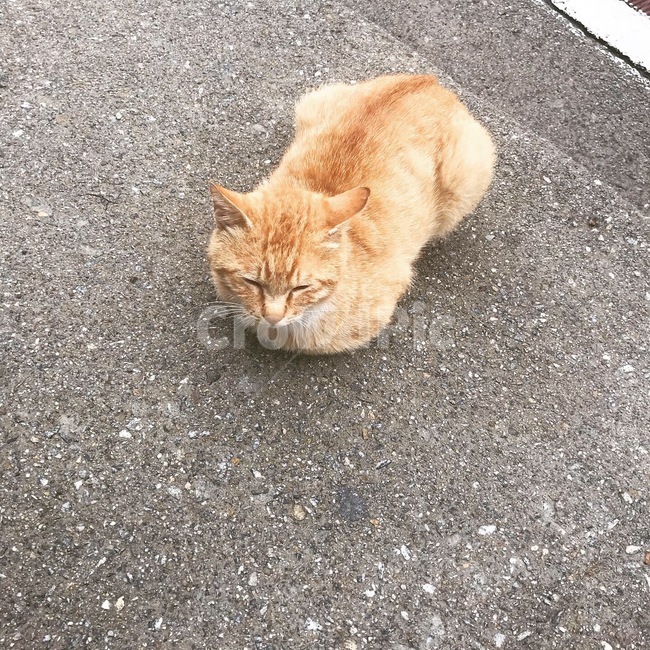 고양이,냥이,귀여운,식빵,나른한,졸린