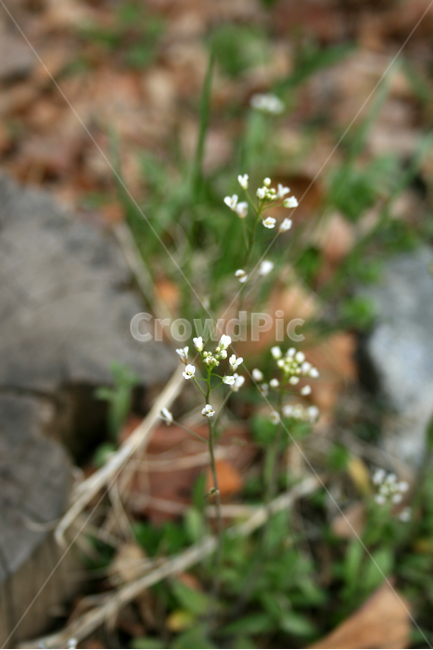 냉이,냉이꽃,냉이나물,봄,봄날,감성,spring,flower,풍경,식물,새싹,잎,초록,꽃,하얀,흰색,white,봄,계절,spring,season,식물,자연,plants,nature,꽃,flower,plant,blossom