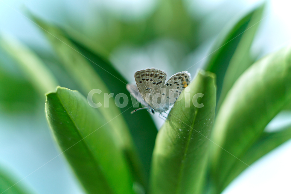 부전나비,나비,접사,초접사,곤충,자연,nature,butterfly,plant,식물