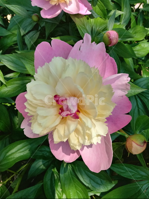 작약,peonyroot,여러해살이풀,식물,꽃