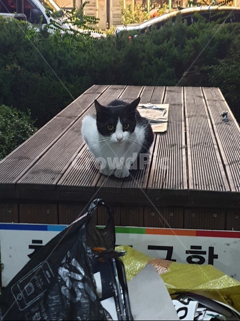 동물,고양이,animal,cat,길고양이