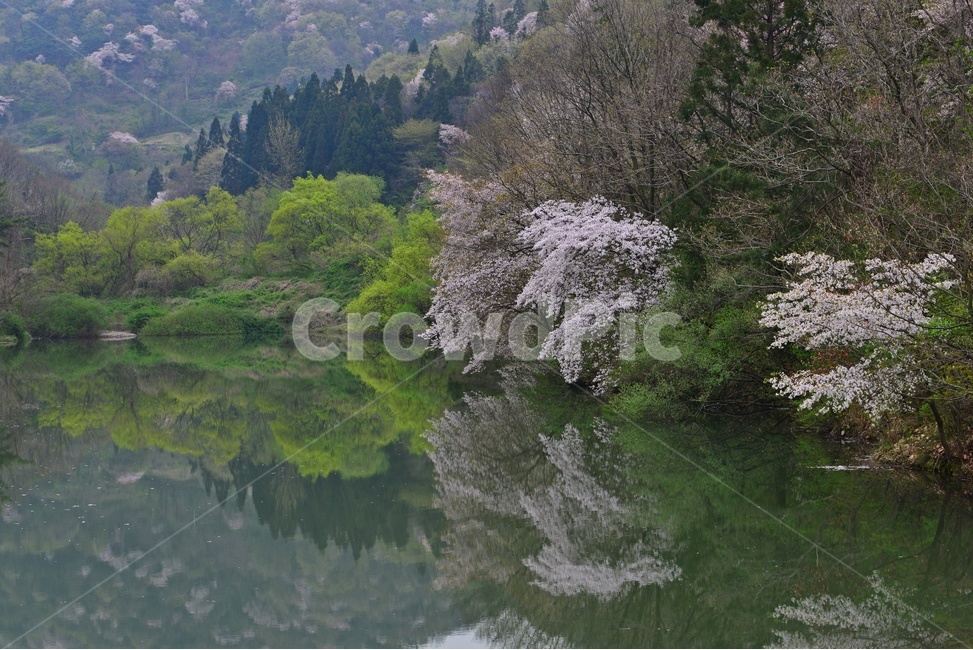 tree,나무,plant,식물,nature,자연,outdoors,옥외,전나무,water,물,화순,세량지,세량제,저수지,세량지봄,벚꽃,산벚꽃,봄,계절,반영,자연,풍경,nature,landscape