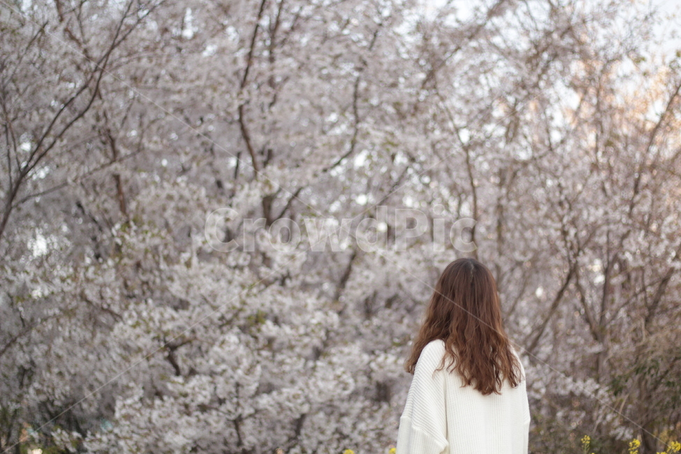벚꽃,팝콘,자연,꽃,뒷모습,봄,봄,계절,spring,season,사람,인물,인간,human,person,여성,여자,woman,female,lady,plant,식물,cherry blossom,blossom,flower