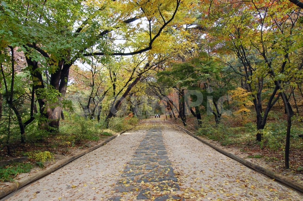 길,낙엽,단풍,가을,숲,나무,자연,산책,산책로,풍경,자연,풍경,nature,landscape,가을,계절,fall,autumn,season,path,통로,walkway,보도,tree,plant,식물,tree trunk,나무 줄기