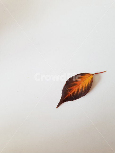 leaf,fallenleaves,maple,단풍,낙엽,잎,잎사귀,감잎,가을,분위기,나뭇잎,나무잎,배경,가을,계절,fall,autumn,season,식물,자연,plants,nature