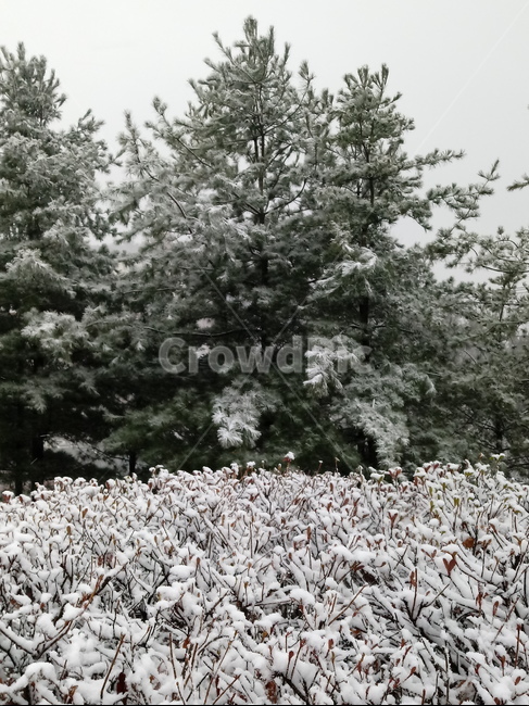 설경,하얀눈,겨울,나무,식물,눈,숲,nature,plant,tree,winter,겨울,계절,winter,season