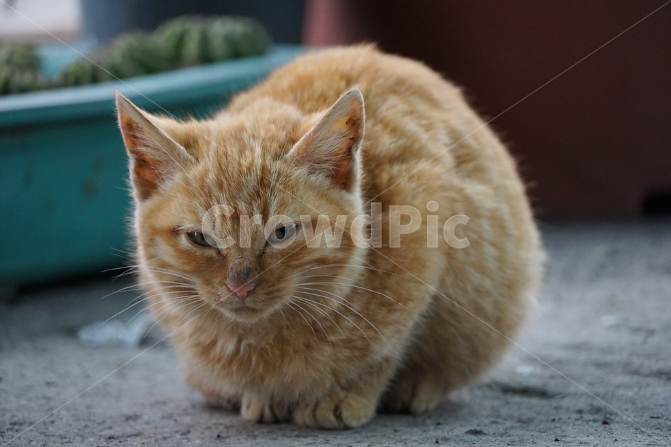 고양이,길냥이,치즈,새끼고양이,아깽이,아기고양이,동물,동물,animal,포유류,mammal,고양이,cat,kitten,kitty