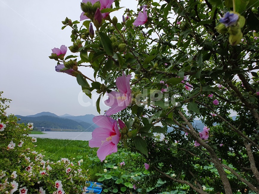 식물,blossom,꽃,flower,무궁화