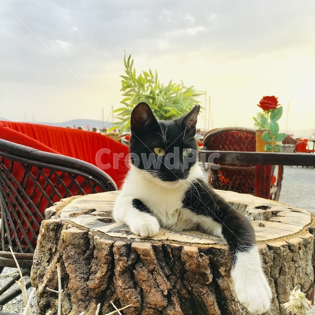고양이,얼룩이,길고양이,동물,여유,귀여움,나무,그루터기,cat,animal,야옹이,냥냥이,냥이,뻔뻔함,얼룩고양이